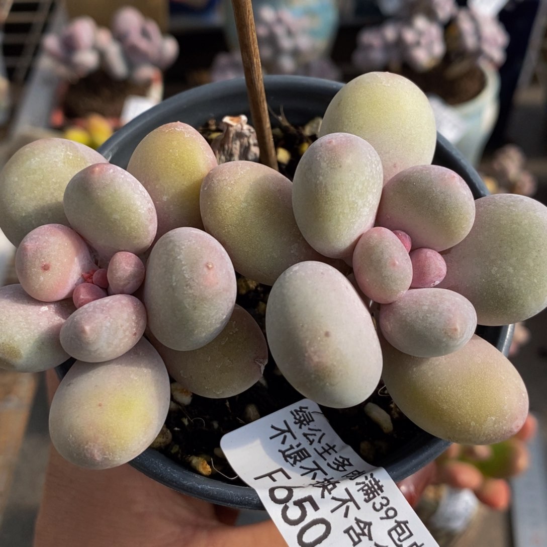 蛋黄奶酪750/8c m