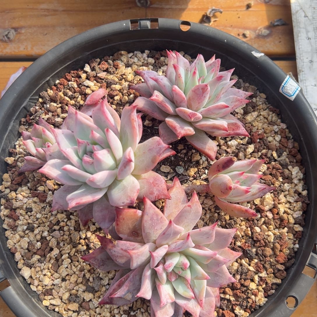 多肉多头祖母绿【非偏远满18包邮】