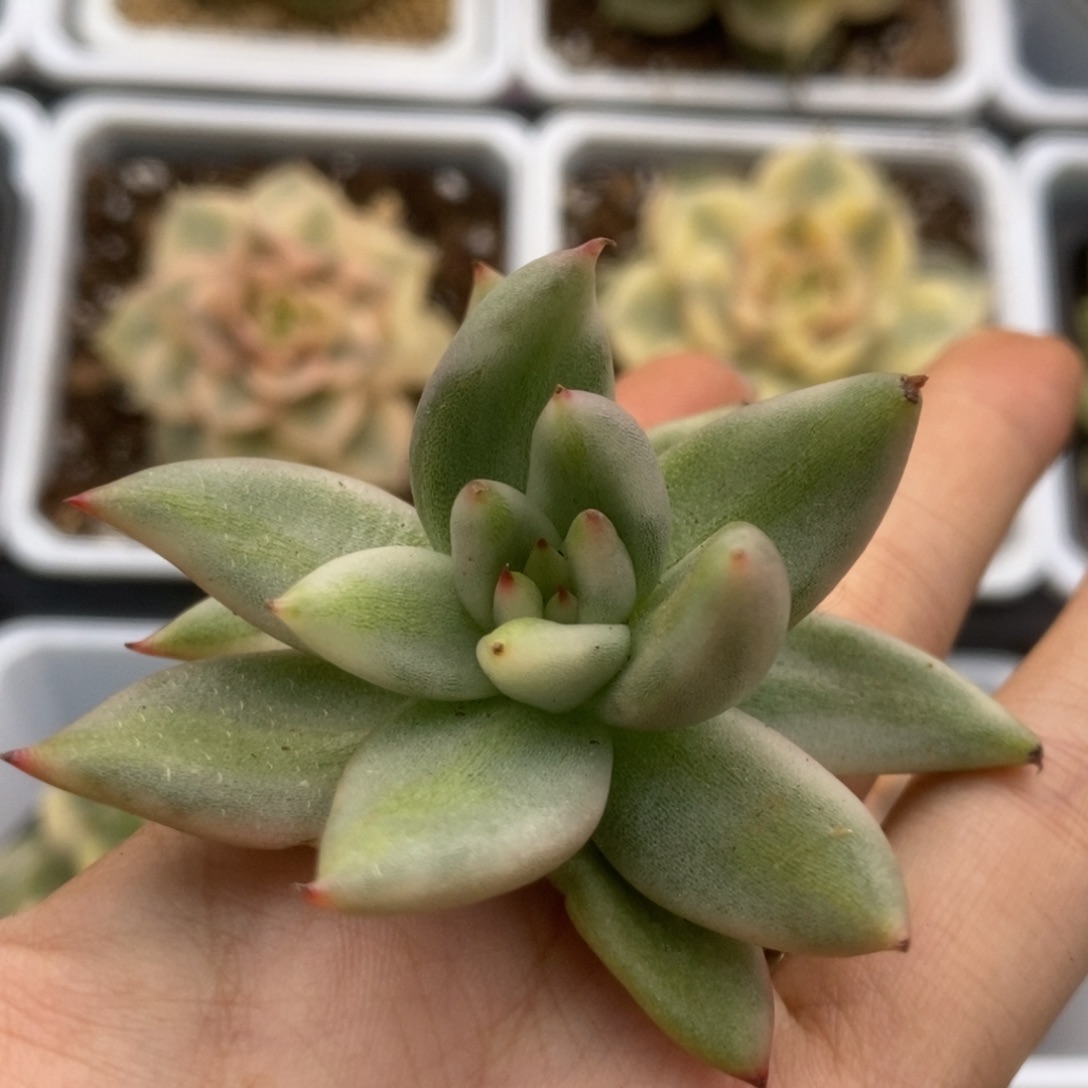 542艾克魂锦锦锦锦锦锦