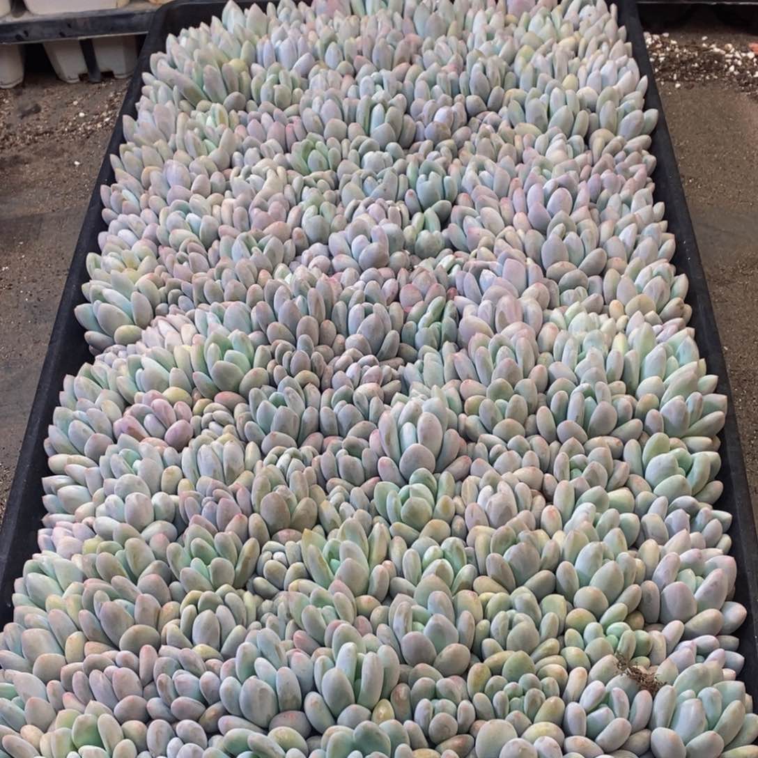 699多肉植物纤维面膜的