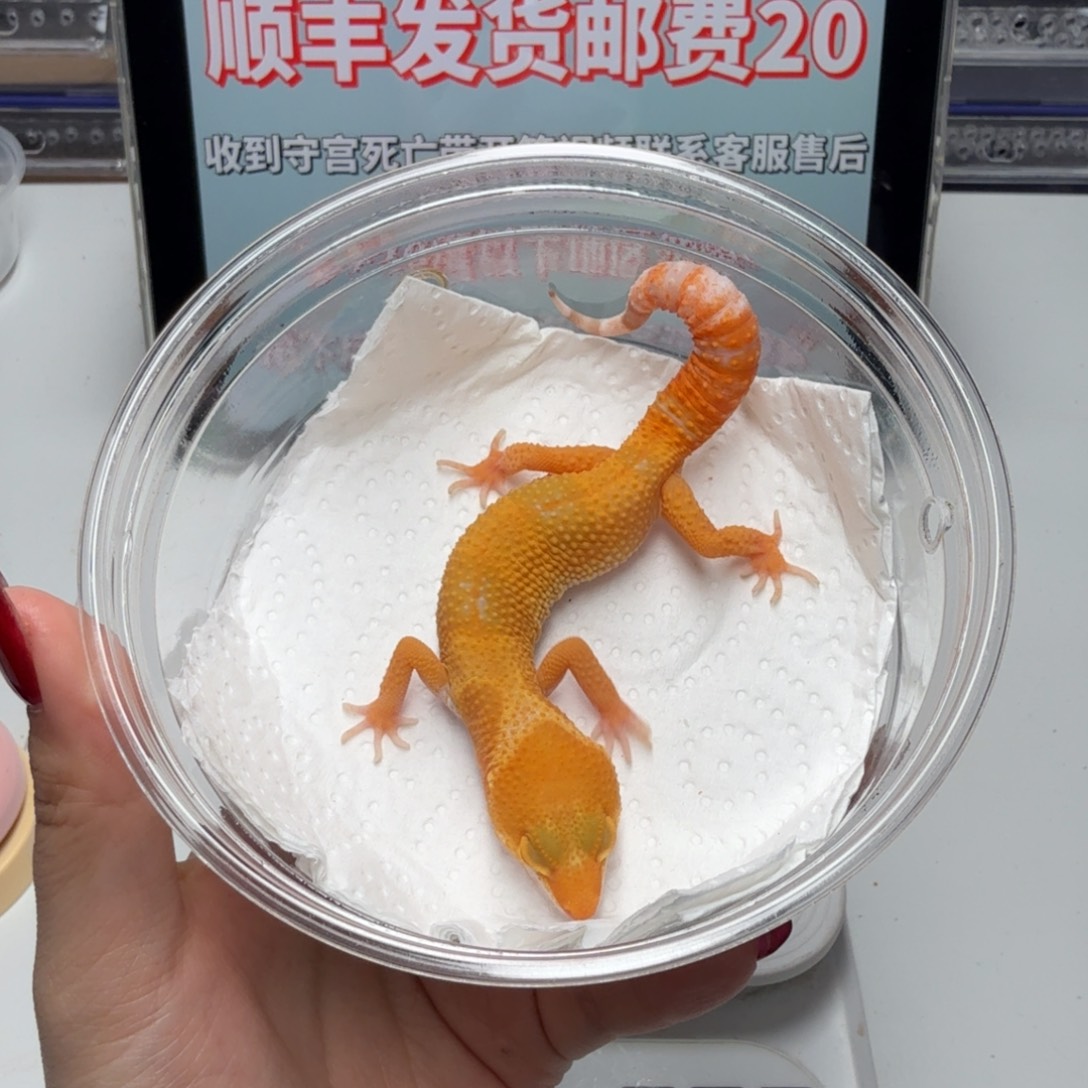 豹纹守宫阳光弟弟