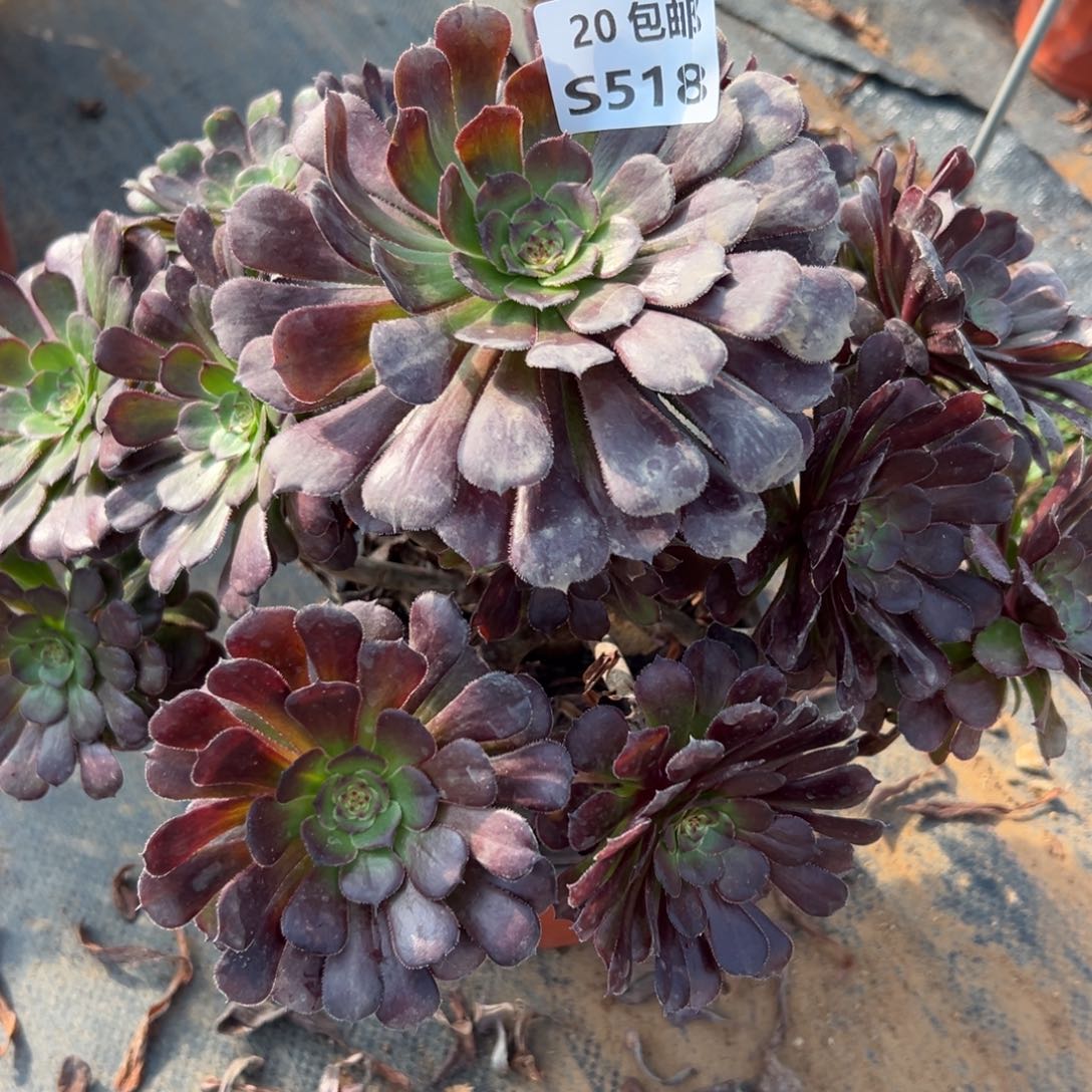 518萝莉，满20包邮嘟叮熊