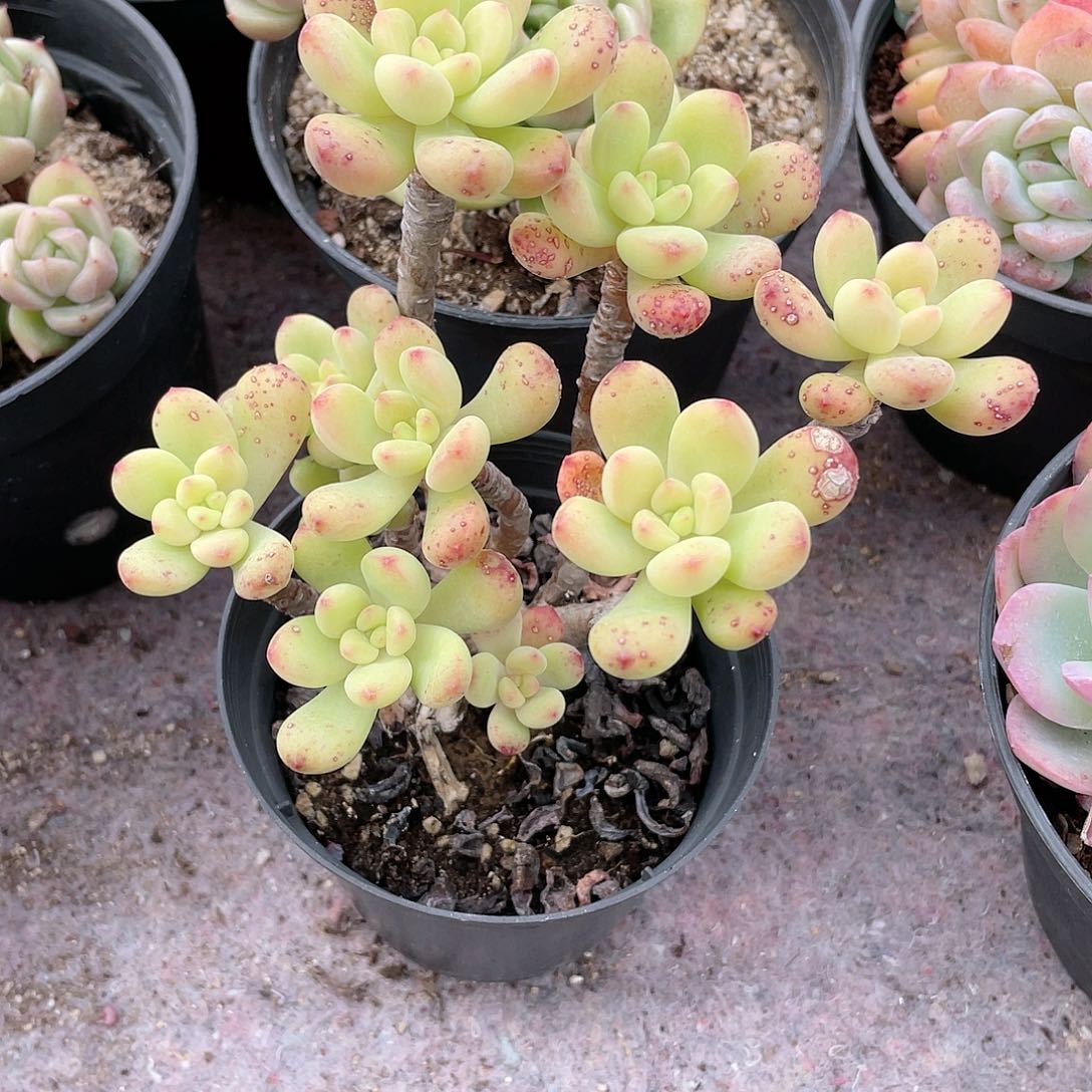 2602  香格里拉 六月六