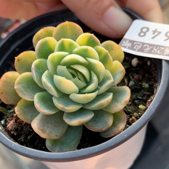 贝瑞锦多肉植物的