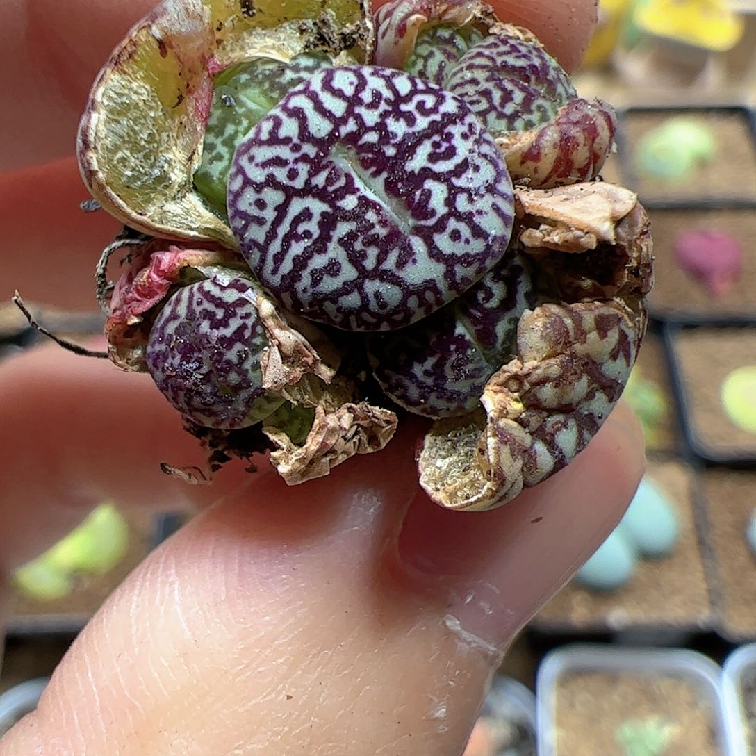 【闪购商品】319 超墨