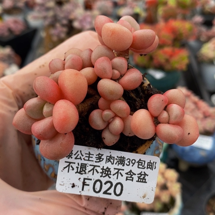 先锋派6cm020多肉植物