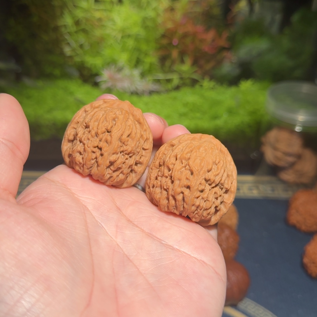 693号39南疆石南疆石南疆石