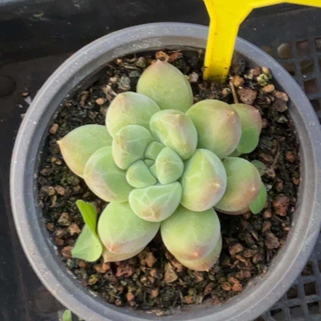 等***人多肉植物胖x系946