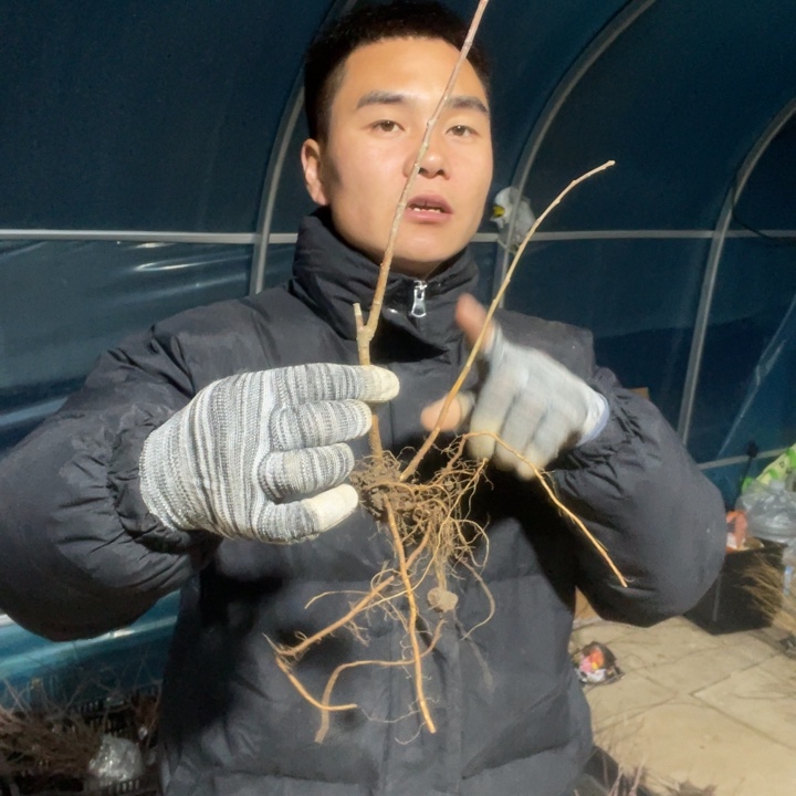 复色东洋锦海棠花一颗