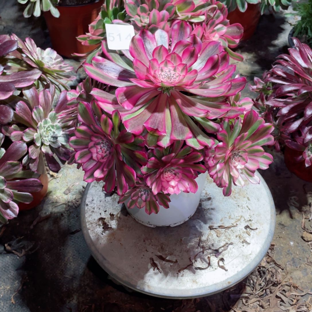 多肉植物红铜超白514