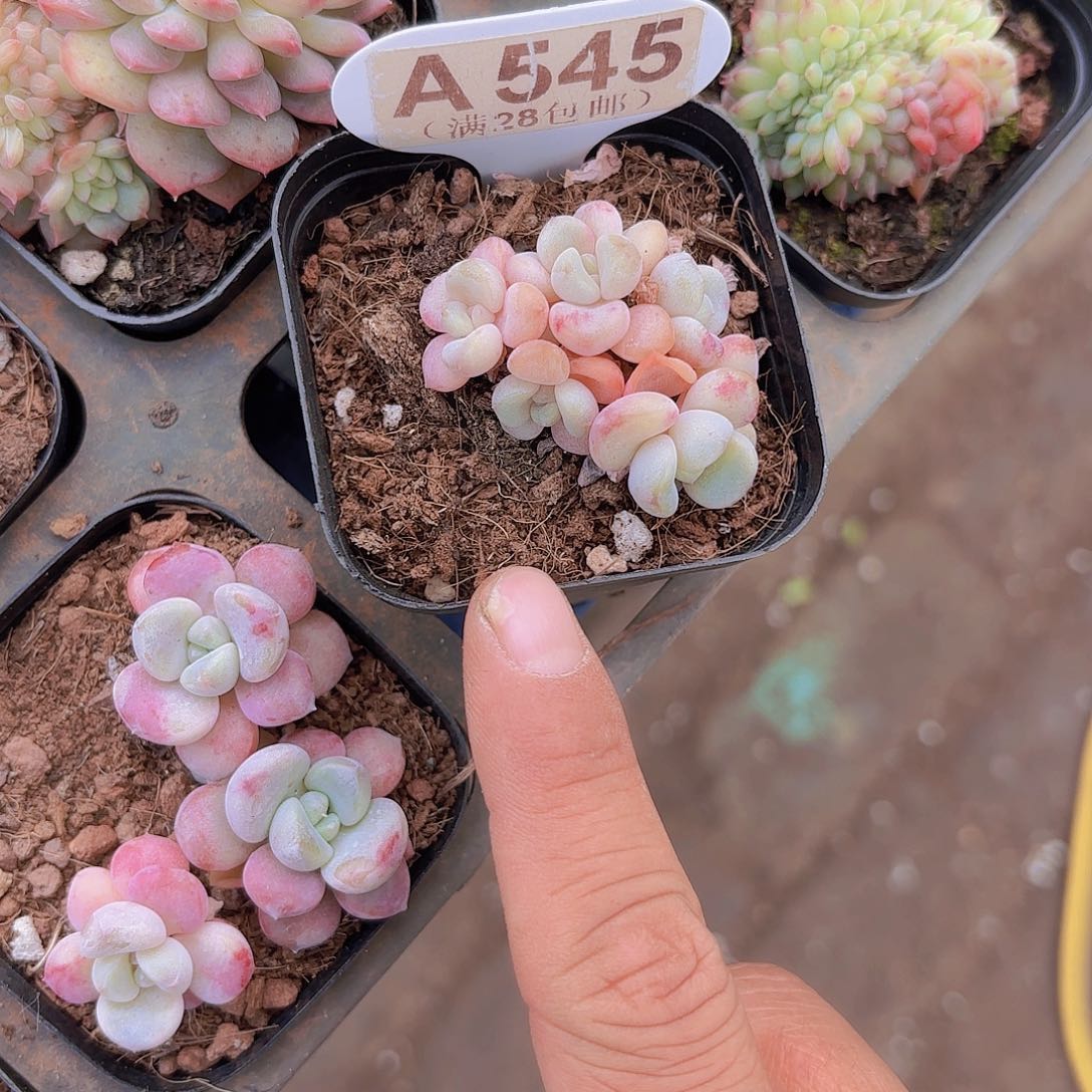A545花瓣路一物一拍