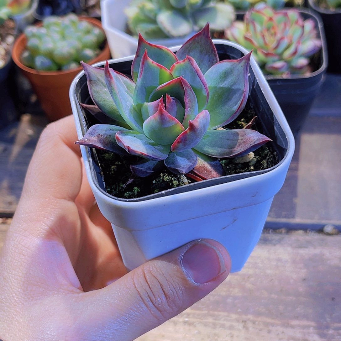 四盆惊鸿仙子111111111111