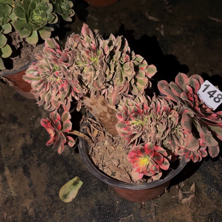 148妖月多肉植物不售后