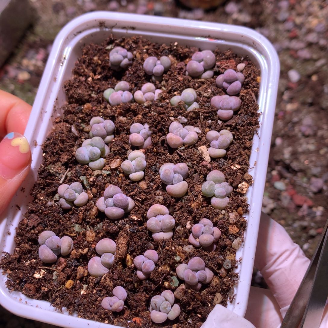 奶酪多肉 一盒子的价格