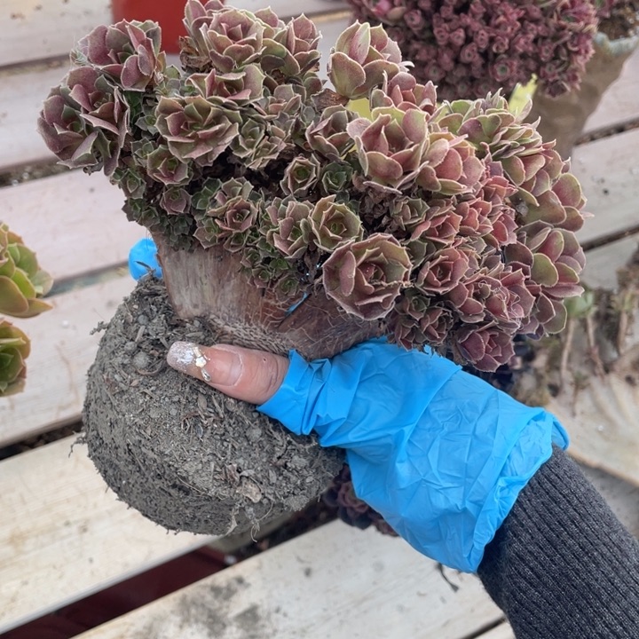 多肉多糖也太多吃起来有点辣哦