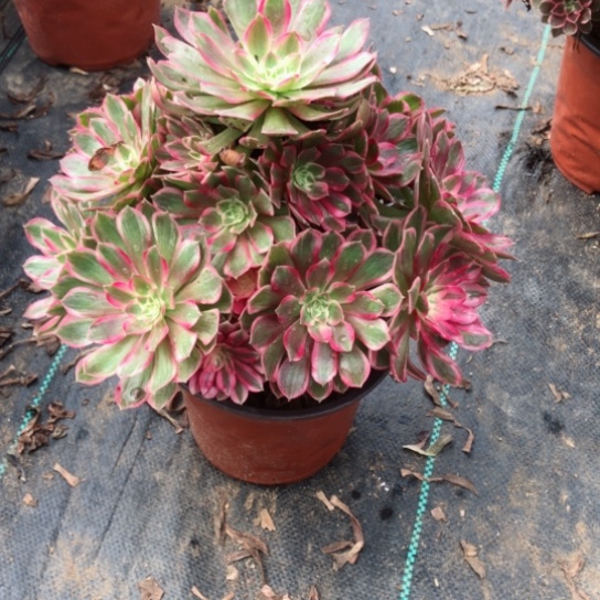 用***7无花朵孔雀翎法师多肉植物010号