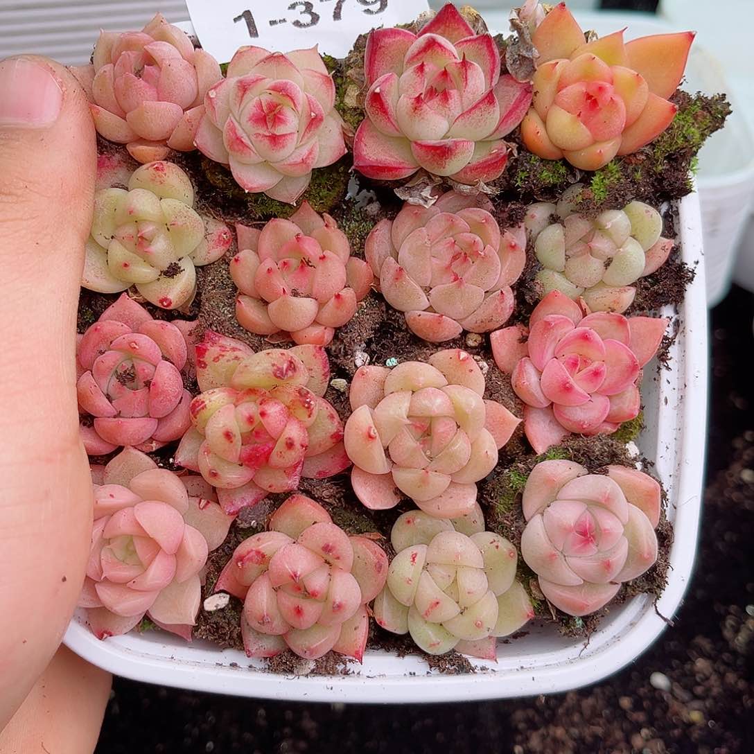 1-379 新疆西藏内蒙不发12.8包邮多肉