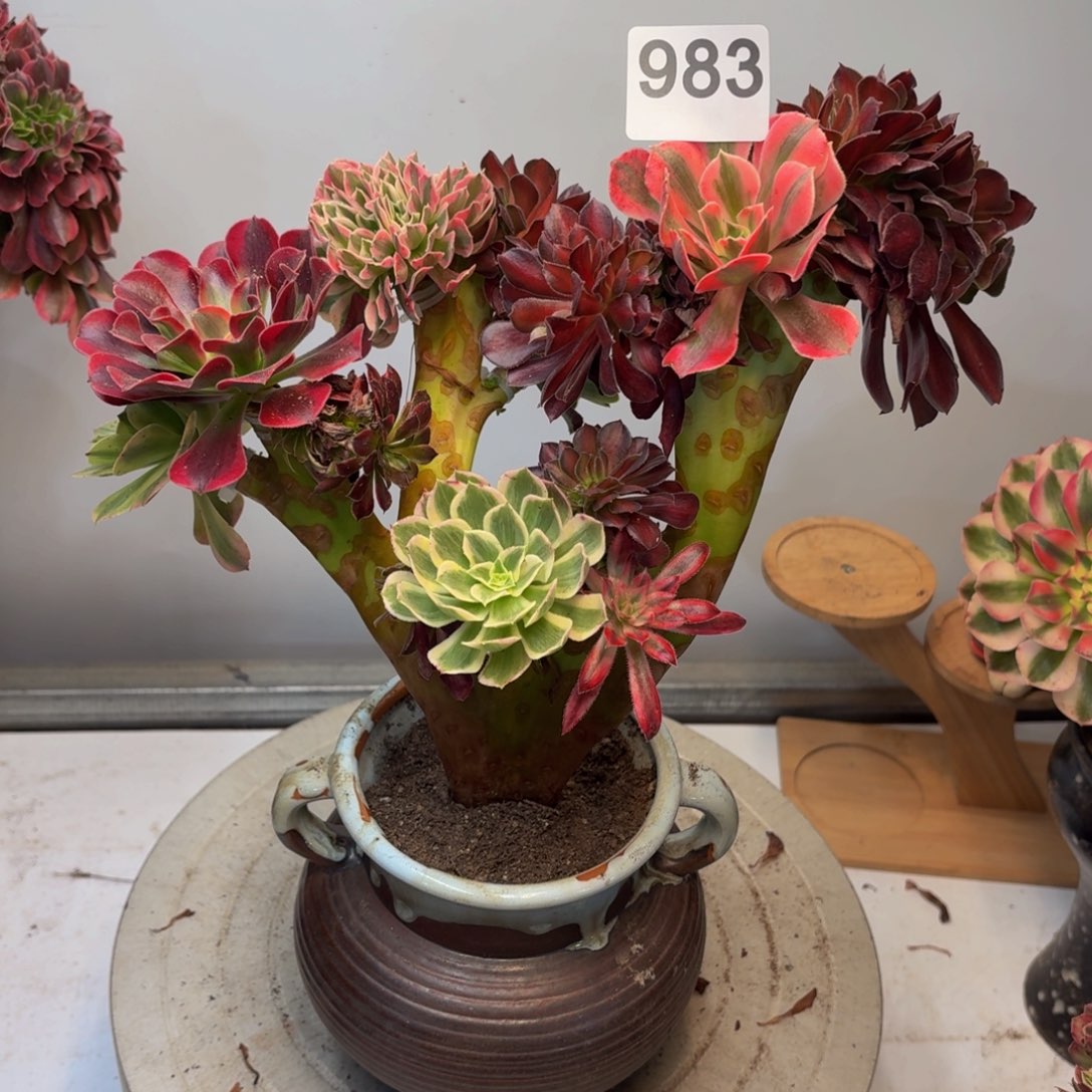 多肉植物缀化嫁接983