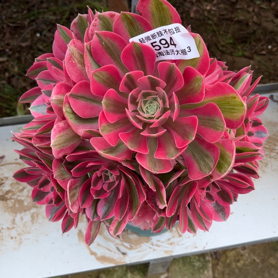 594粉女巫多肉植物法师