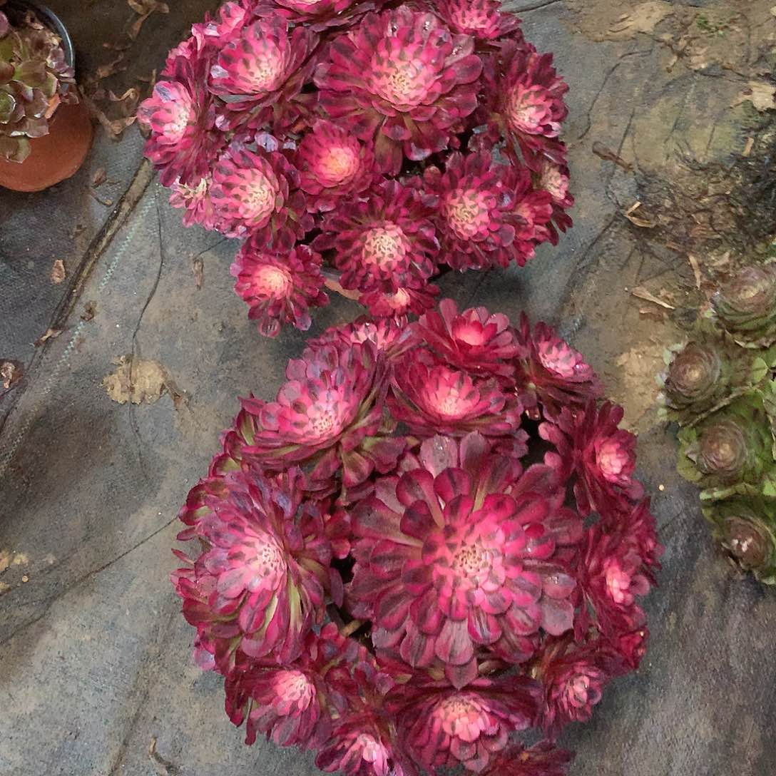 燕*多肉多肉多肉多肉172