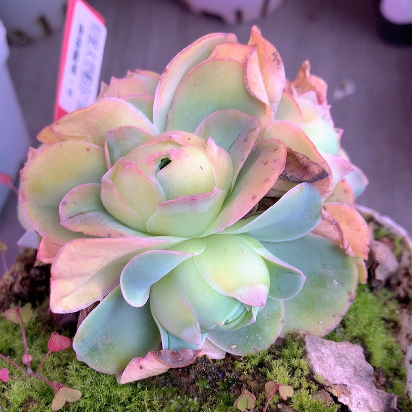 【闪购商品】yjj823