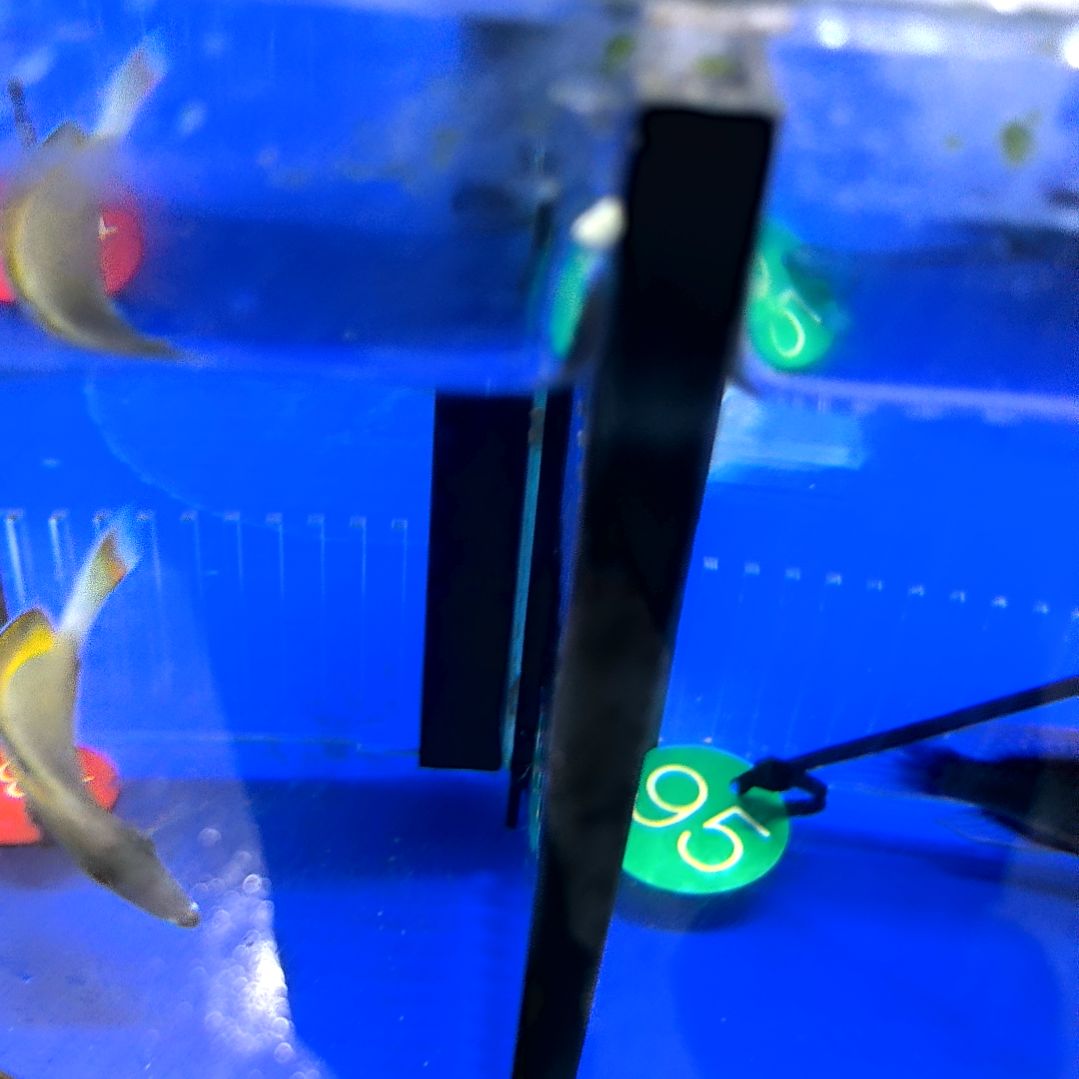 海水鱼五彩吊8+/1-10-138