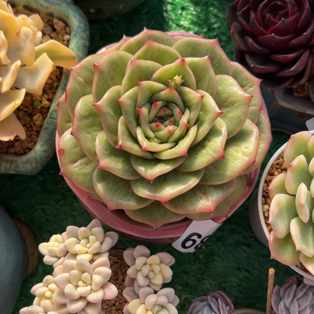 689 满38包邮一物一拍