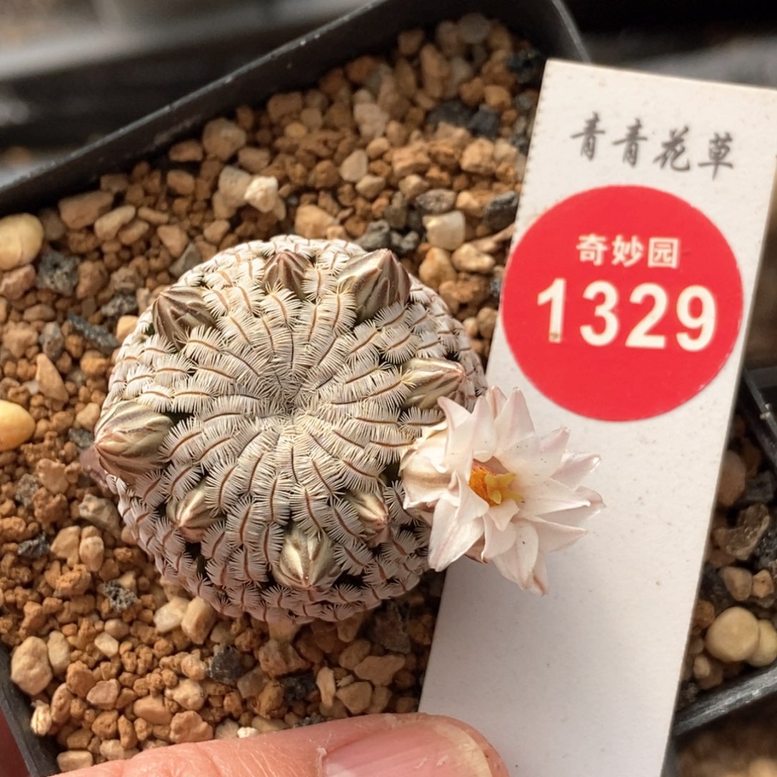 白花白斜子3cm一棵仙人球