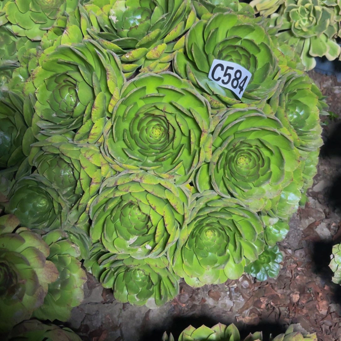 万拉丝14/////////15参与，