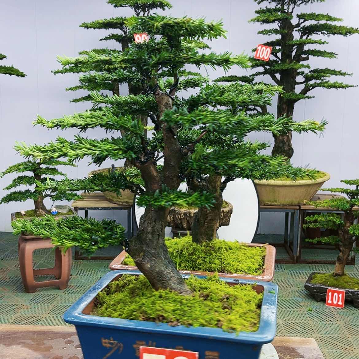 【闪购商品】罗汉松盆景艺术展