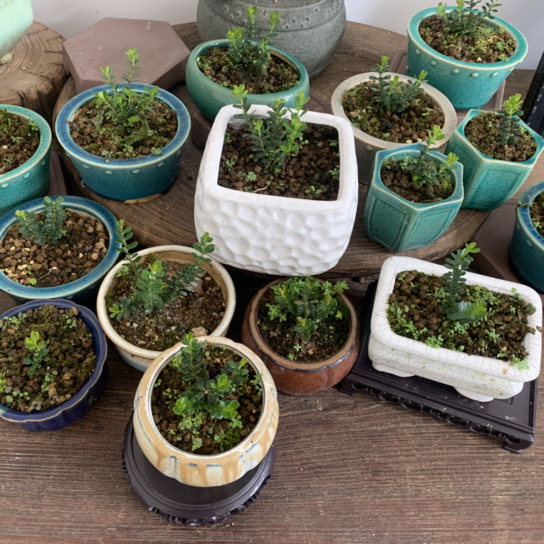 凤米黄杨茶台绿植小品一物一拍含盆包邮