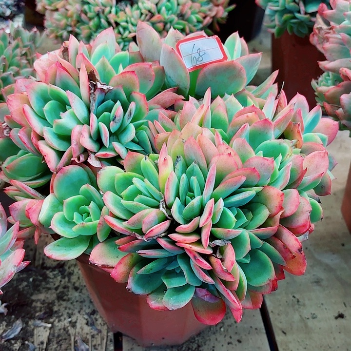 绮罗缀化一物一拍68号