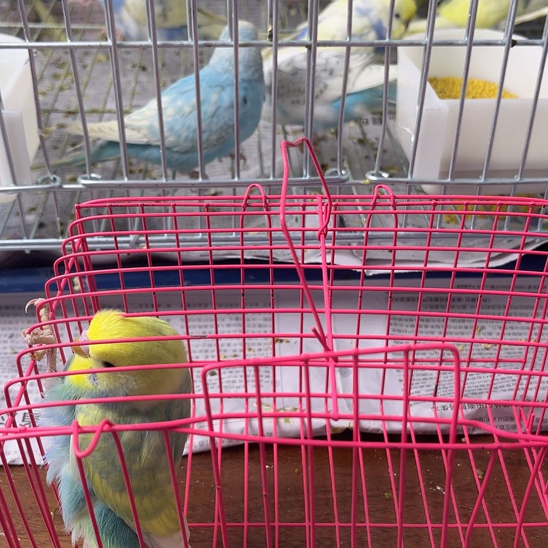 虎皮鹦鹉金彩鹦鹉