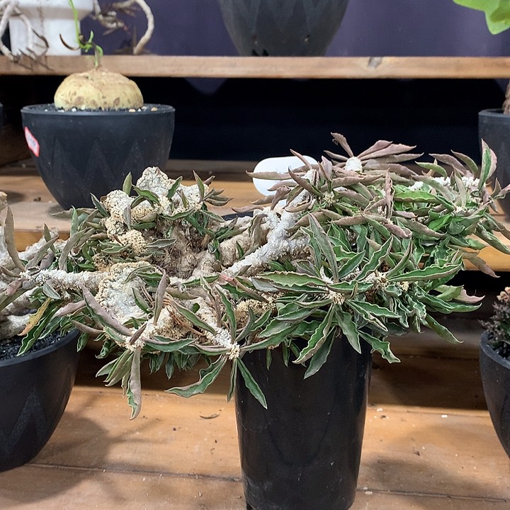 41筒叶麒麟缀化哈哈哈哈哈哈