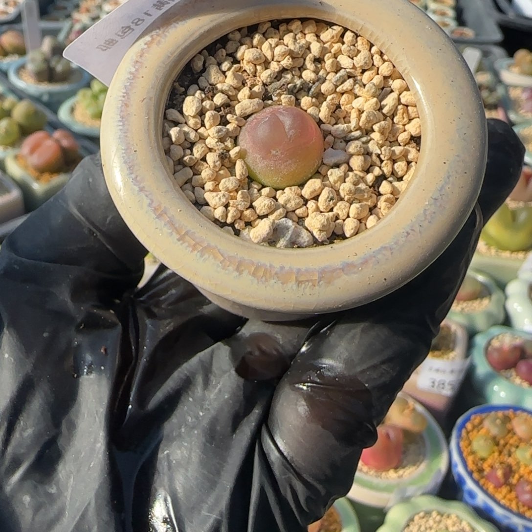 3970--一物一拍 带盆