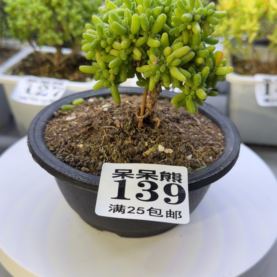 闪电购花卉园艺139