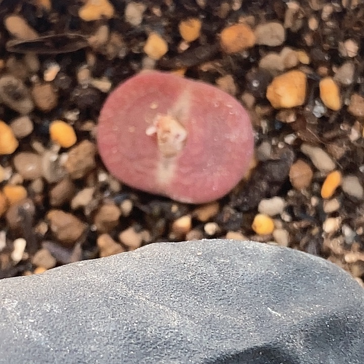 桃喜花园01223-8杂交