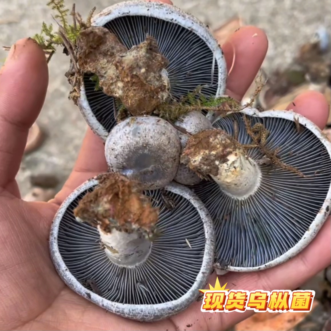 现货乌枞菌松树菌小蘑菇新鲜黄枞菌紫菌重阳菌三九谷菌奶浆菌菌子
