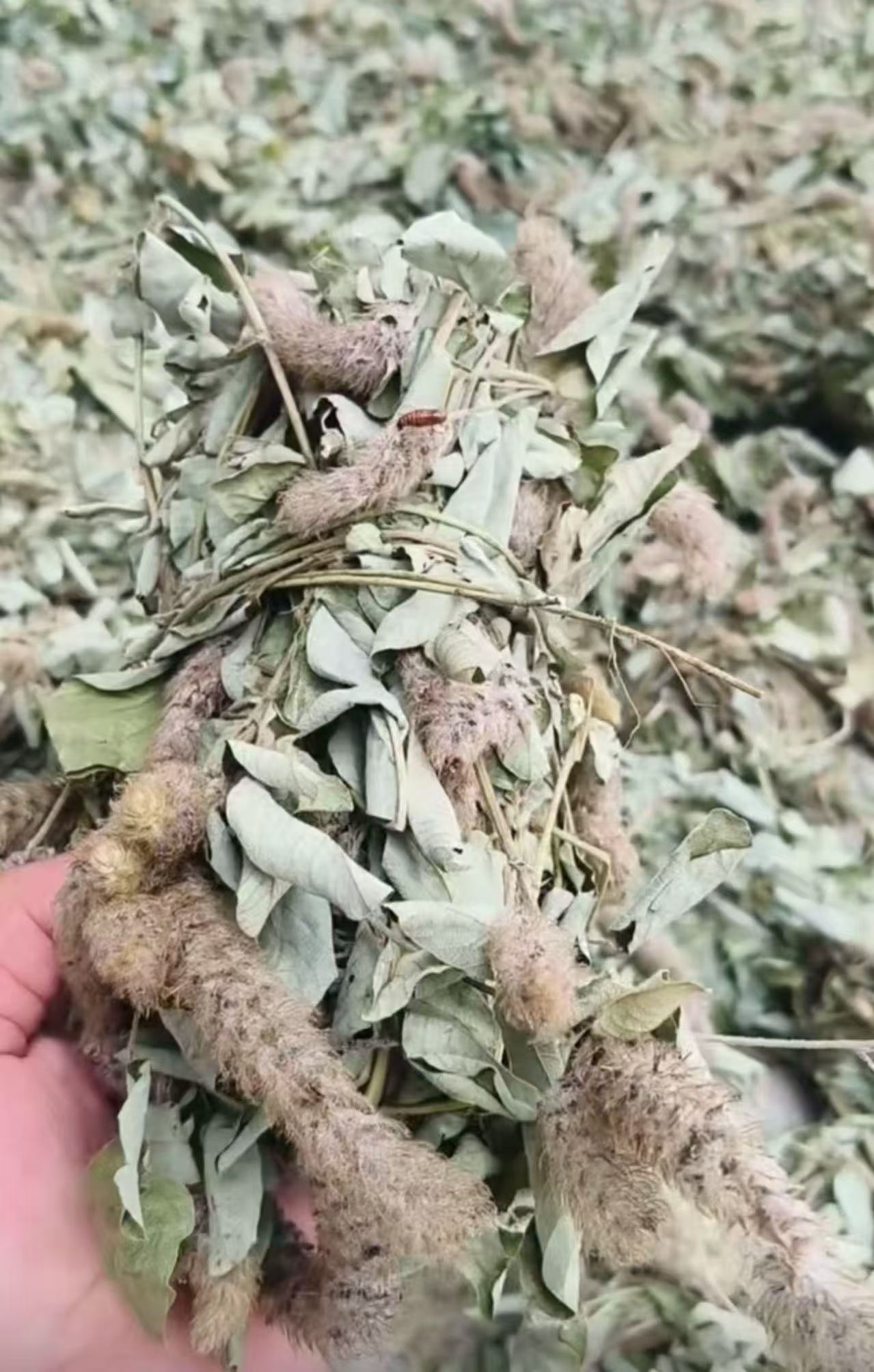 广东山货狸尾草250g/500g