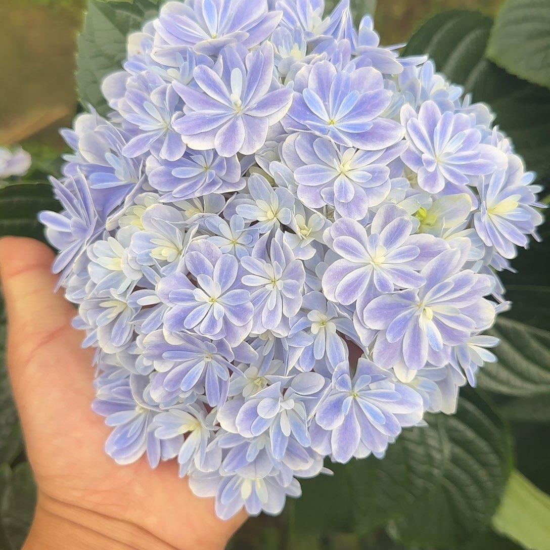 绣球切花一物一拍3枝起包邮，121