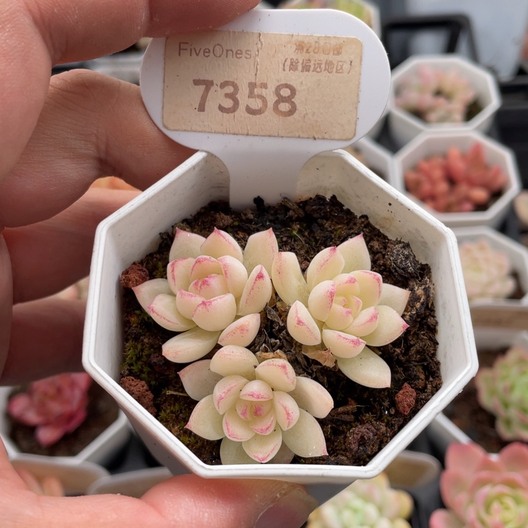 边线女王7358-5.5厘米