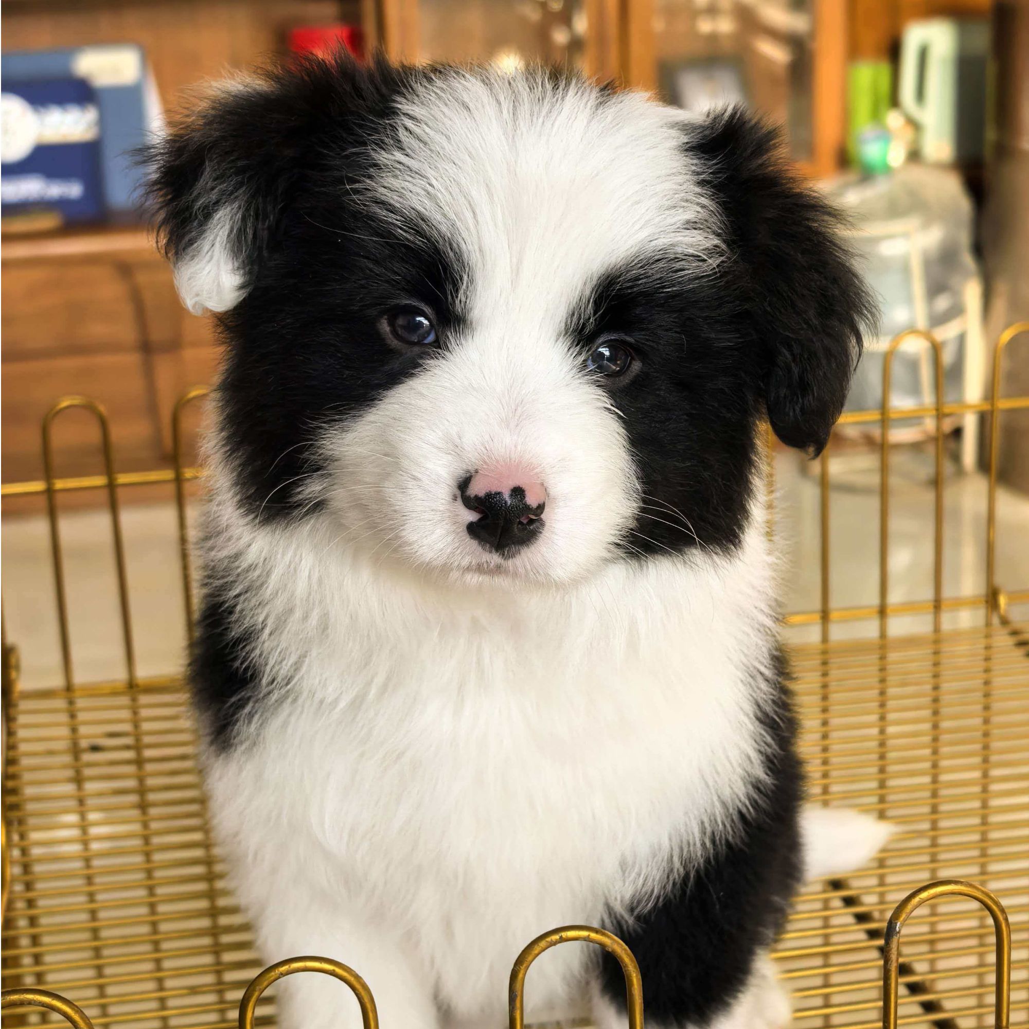 【编号3】黑白色边牧妹妹中型犬活体狗狗宠物