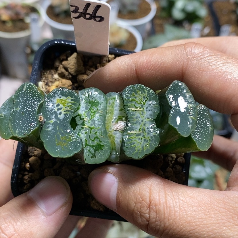 【闪购商品】366变异瑞龙