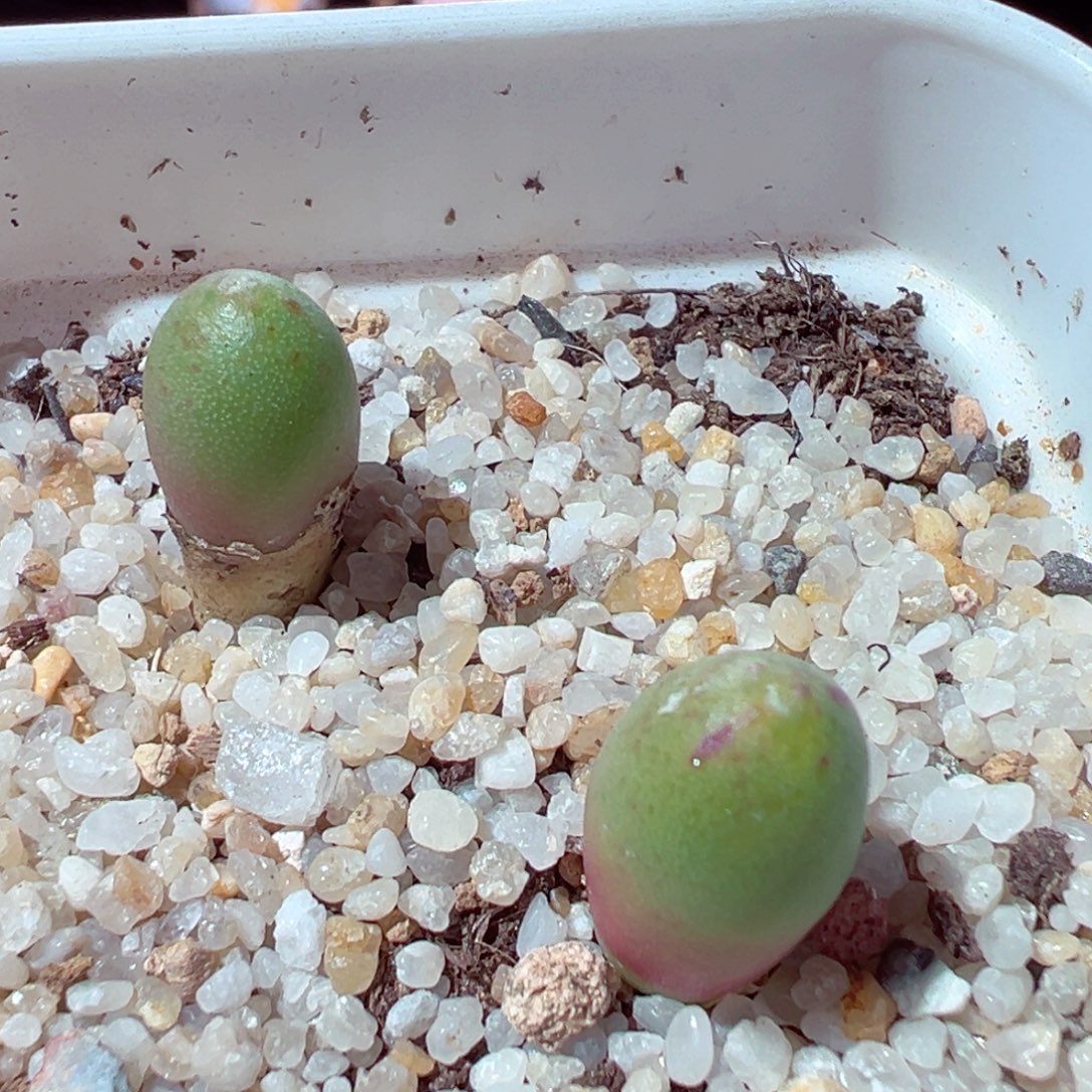 1221-205多肉多肉