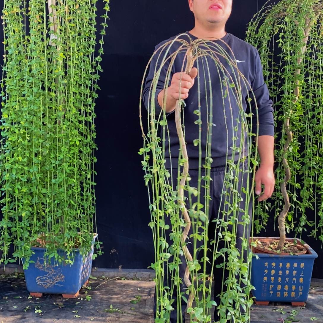三台迎春，一物一拍，落叶期