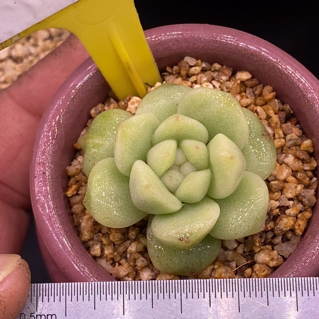 447开播福利，冰玉石化西瓜锦