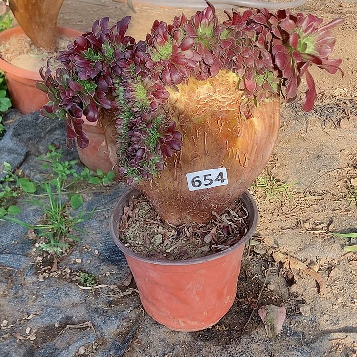 654欧紫缀化老板子法师缀