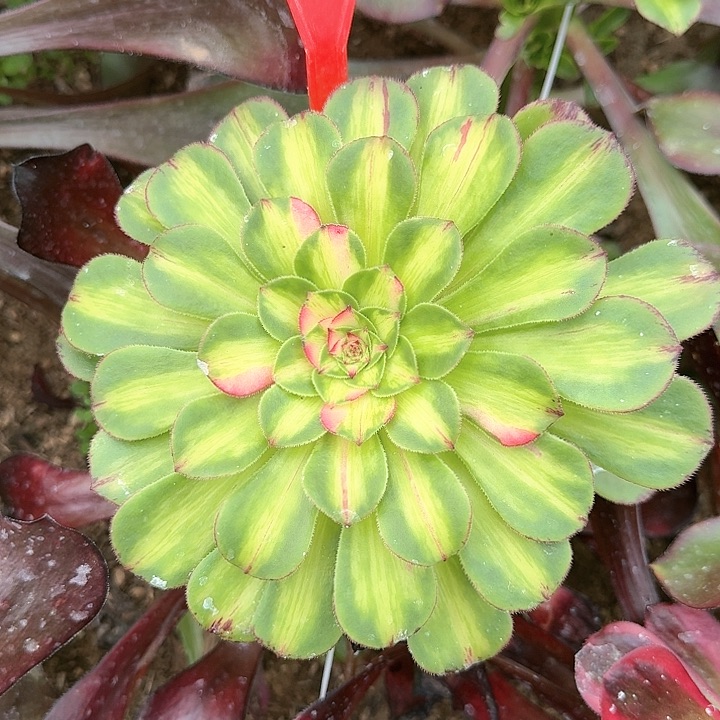 3-1928知否多肉法师