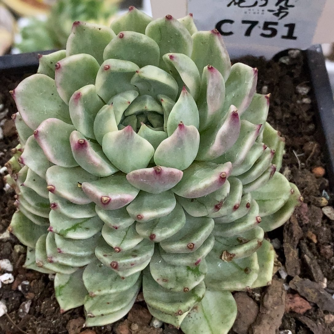 751叠叶哈哈哈哈哈哈