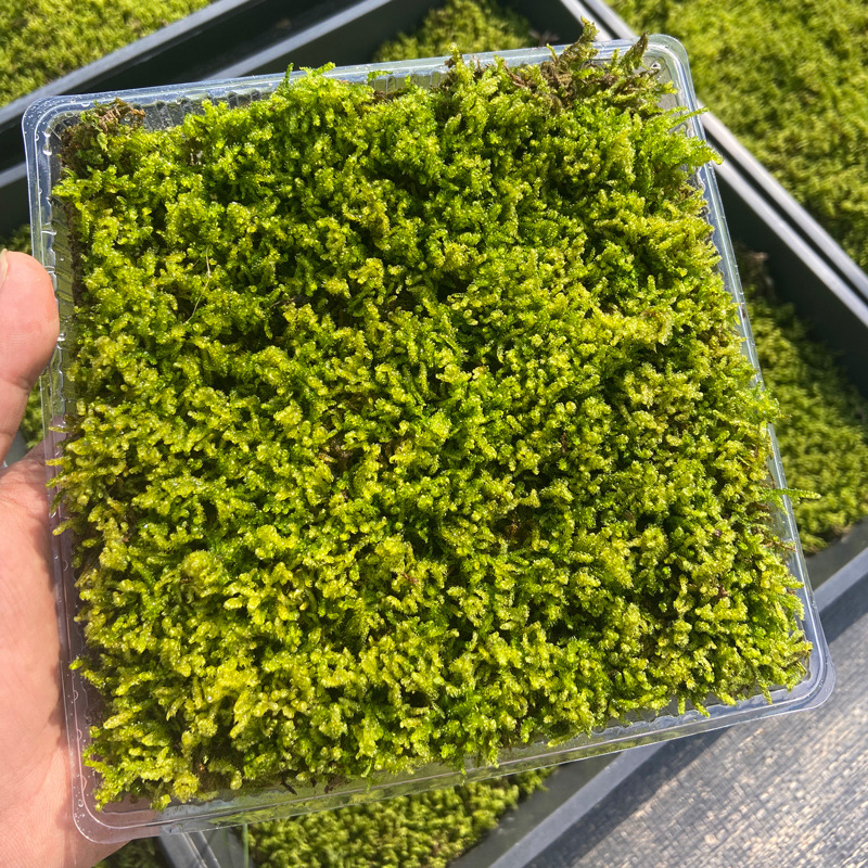 青苔大灰苔藓鲜活生态瓶微景观工程庭院盆栽装饰苔藓微景观假山